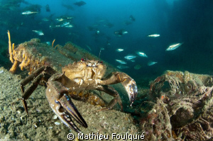 this morning on artificial reef_Agde_France by Mathieu Foulquié 